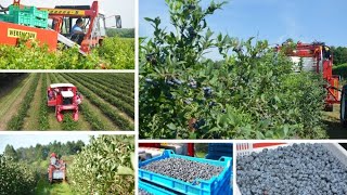 Machines for fruit harvest  Currrant haskap aronia raspberry blueberry harvester  WEREMCZUK [upl. by Dimah]