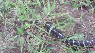 Common krait NatureBehaviourMoving Must Watch [upl. by Landan135]