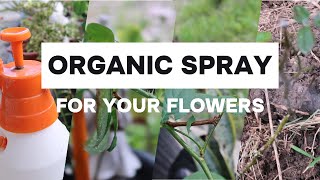 HOW TO NATURALLY KILL INSECTS AND APHIDS FROM ROSE PLANTS  HOMEMADE PESTICIDES organic [upl. by Nirag]