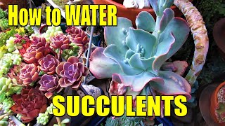 HOW and WHEN to WATER SUCCULENTS  Comprehensive Guide [upl. by Suhploda]