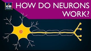 How do neurons work  control and coordination  10th Biology CBSE  NCERT class 10  Xth Science [upl. by Alva818]