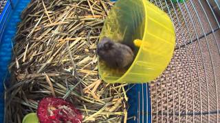 Dwarf Hamster gets a new bedding Timothy Hay [upl. by Yelkao142]