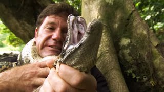 Strangled by a Boa Constrictor  Deadly 60  Series 2  BBC Earth [upl. by Damiani]