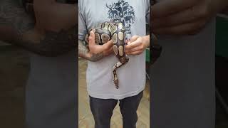 Ball python 🐍 Python regius nature animals snake jungle [upl. by Nerdna]