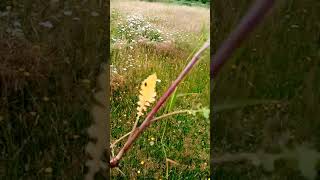 Ragwort poisoning and horses essentual viewing for horse lovers [upl. by Claribel]