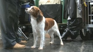 Kooikerhondje in Crufts 2019 [upl. by Thaddaus]