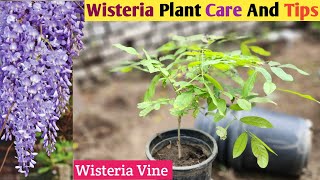 Wisteria Plant Care Tips👏Wisteria Plant Care👌Wisteria Plant Growing👍Wisteria Plant Repotting🏝️ [upl. by Enilrae]