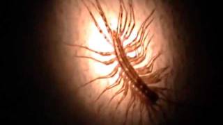 HOUSE CENTIPEDE HUGE [upl. by Yrohcaz]