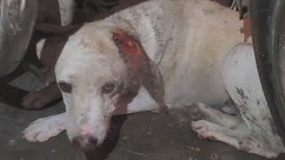 Wounded dog hiding in pain rescued [upl. by Bubb222]