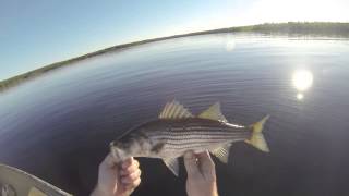 Striper Fishing Fall Nova Scotia [upl. by Funda]