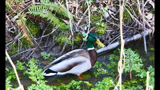 Ducks and the Whippoorwill [upl. by Turmel]