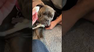 Bulldog Hates Getting Ears Cleaned sterlingtheoeb ChickensBulldogsUrbanFarming [upl. by Natsirhc]