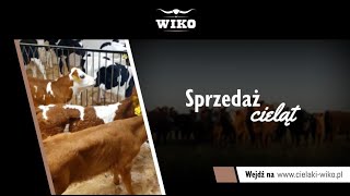 Sprzedaż cieląt Strzyżew Wiko [upl. by Yrdua]