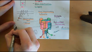 Voltage Gated Ion Channels Part 7 [upl. by Cardon]