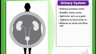 Bladder 12  How the Urinary System Works [upl. by Haisi]