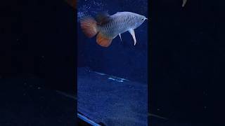 Red Tail Golden Arowana eating gold fish  new video [upl. by Adhern]