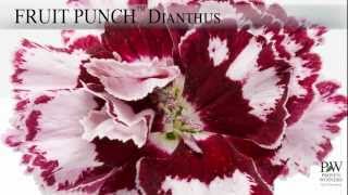 Proven Winners® Gardener Channel Proven Winners® Dianthus Fruit Punch™ Series [upl. by Dwaine]