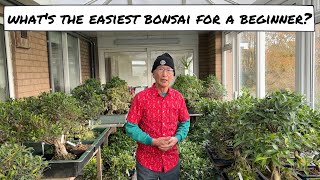 What is the Easiest Bonsai for a Beginner [upl. by Leonelle515]