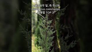 노간주나무 잎 즉 주니퍼Juniperus communis 활용법 TOP 3 [upl. by Colyer]