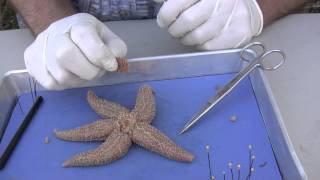 Starfish Dissection [upl. by Mccreary]