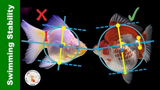 Why Goldfish Swim HeadDown Body Shape Stability Analysis  金鱼载头👉 [upl. by Akinyt]