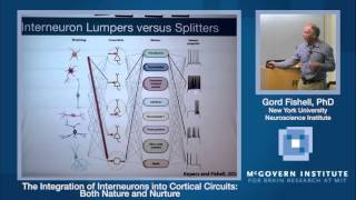 Gordon Fishell The Integration of Interneurons into Cortical Circuits Both Nature and Nurture [upl. by Tuhn848]