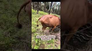 Smart Vitamin Injection For Cows shortsvideo [upl. by Luttrell]