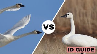 Trumpeter Swan vs Tundra Swan  ID Guide [upl. by Berlin]