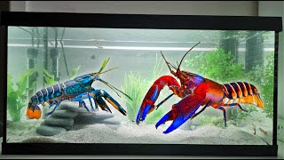 Upgrading My LOBSTER Tank and feeding my Seahorse [upl. by Ikilisav7]