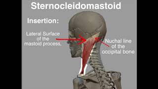 Sternocleidomastoid Origin amp Insertion [upl. by Arutak]