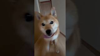 犬🐕のホラー映像びっくりする動画。 [upl. by Rafiq224]