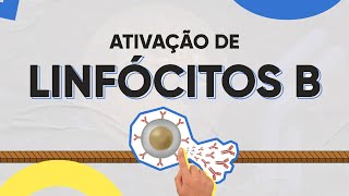 Ativação dos linfócitos B [upl. by Lalat535]