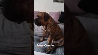 Presa Canario presacanario dog doglife [upl. by Ellevart326]