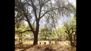 Chiricahua Mountain water tank in south east Arizona along the creek Lions Bears amp more [upl. by Leamhsi220]