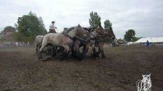 Trekpaarden De Brabander [upl. by Esorbma578]