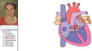 Cardiac cycle 4 Electrical events [upl. by Hgielra]