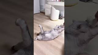 cute cats baby kitten cute moment❤️💕hellomochi cat cute kitten kucing kitty cats mochicat [upl. by Hike]