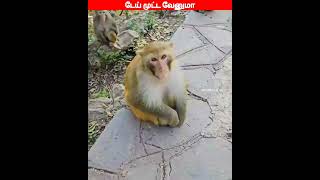 😂🐕🐈கொண்டா சாப்டு பாப்போம் 😂🐕🐈comedyvideosviral trending funnyanimal videos [upl. by Esikram]