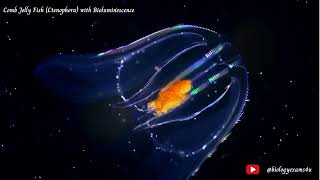 Comb Jelly Fish Ctenophora with Bioluminescence  Phylum Ctenophora Comb Jellies biologyexams4u [upl. by Ytak942]