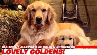 All About Allergies in Golden Retrievers [upl. by Anotal171]