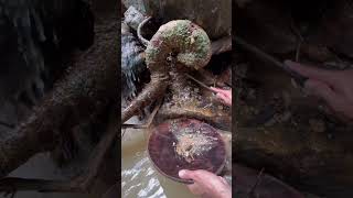 the discovery of pure gold stuck in the roots of a scary tree 😱😱 [upl. by Nwahsd]