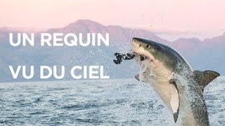 Un requin vu du ciel  le mois des requins [upl. by Ssenav632]