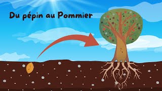 Du pépin au Pommier  Documentaire pour enfants  Sciences ludiques  Fiches GRATUITES 🍃 [upl. by Barbaraanne482]