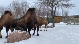 Bactrian Camels in winter [upl. by Dambro]