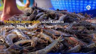 Can monodon gain ground against the monoculture of vannamei shrimp  The short of it [upl. by Cirone496]