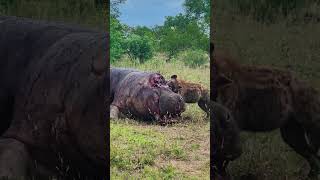 Hyena Eats a Hippos Brains Out [upl. by Ellehcram]