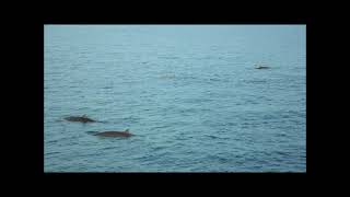 Cuviers beaked whale Ziphius cavirostris [upl. by Buyer515]