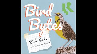 Bird Bytes  Episode 3 Bird Songs [upl. by Oralia15]