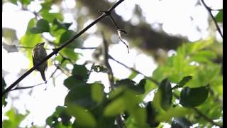 African Broadbill display [upl. by Aurlie]