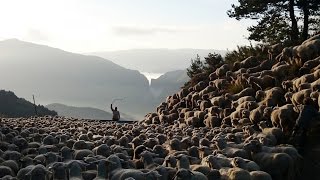 Transhumance dans les Alpes de Haute Provence [upl. by Ahsimit408]